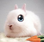 نمایه کاربر