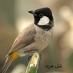 نمایه کاربر