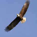 نمایه کاربر