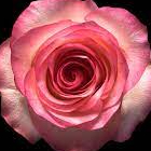 نمایه کاربر